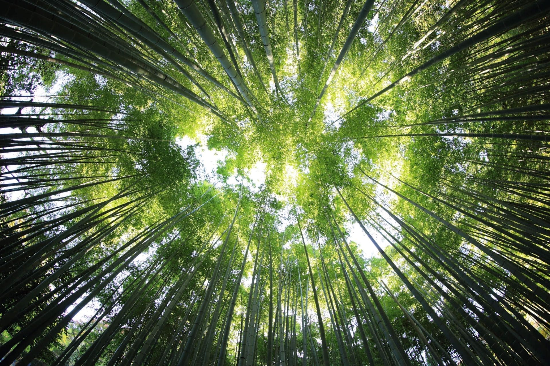 LE REIKI:   UN ART DE VIVRE