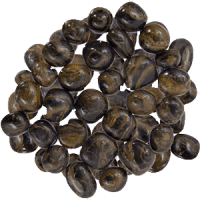 Stromatolite