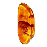 Ambre