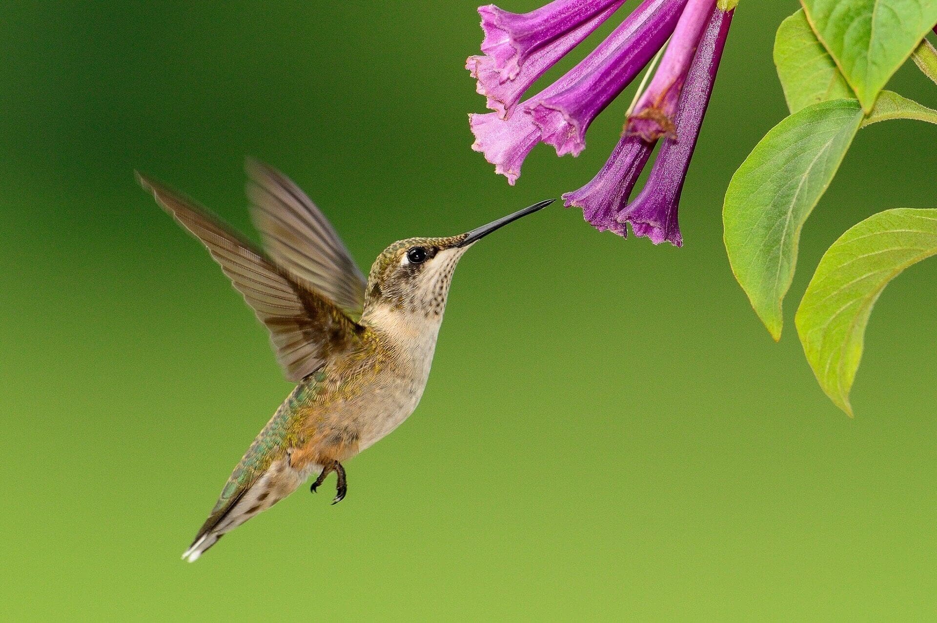 Oiseau-mouche