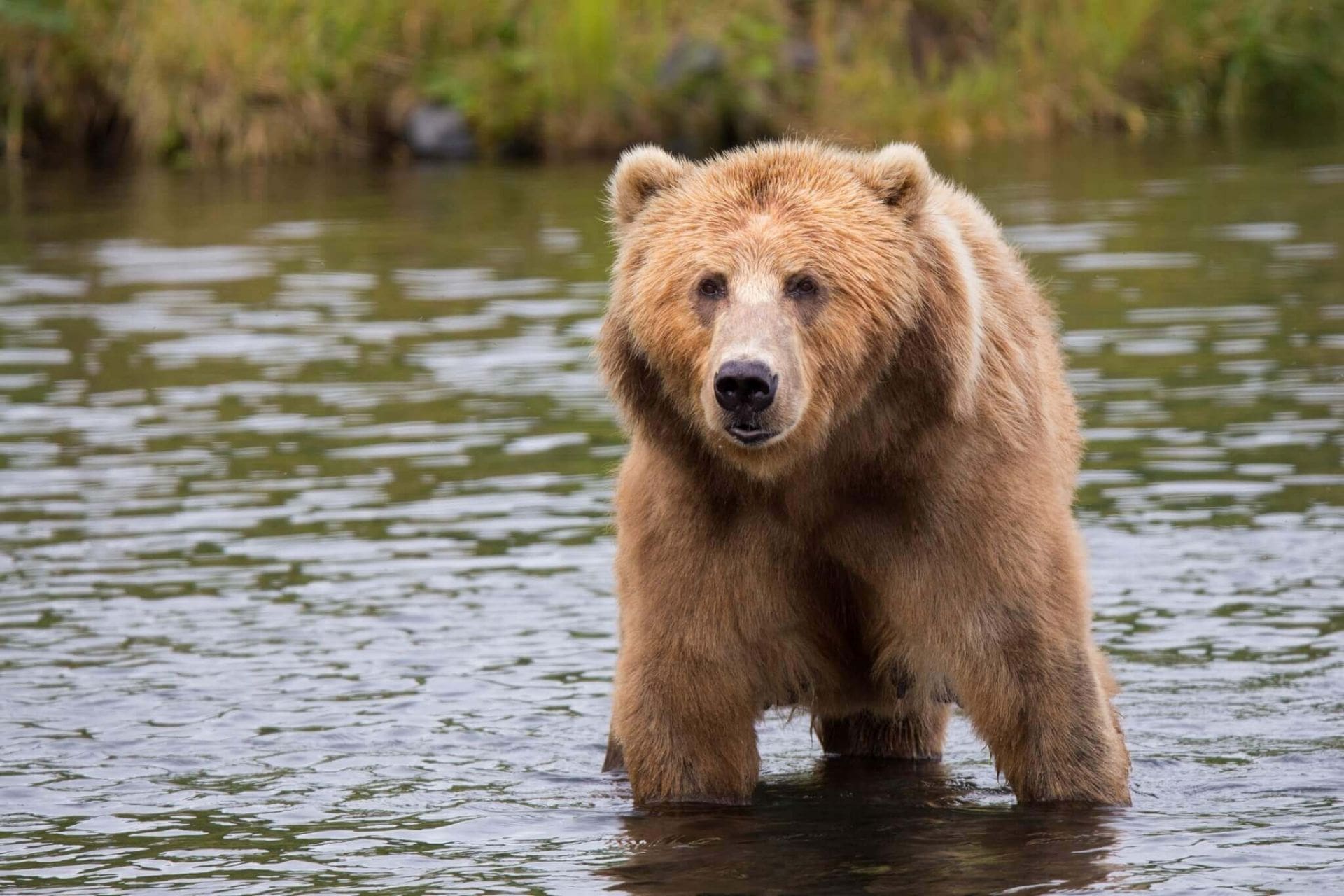 Ours