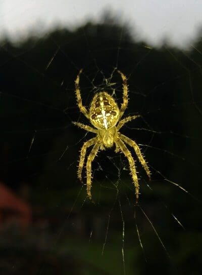 Araignée