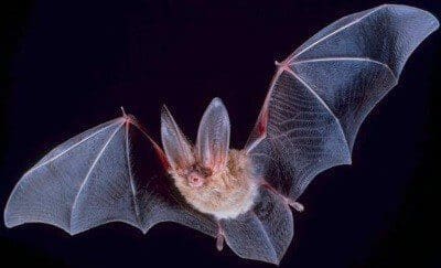Chauve-souris
