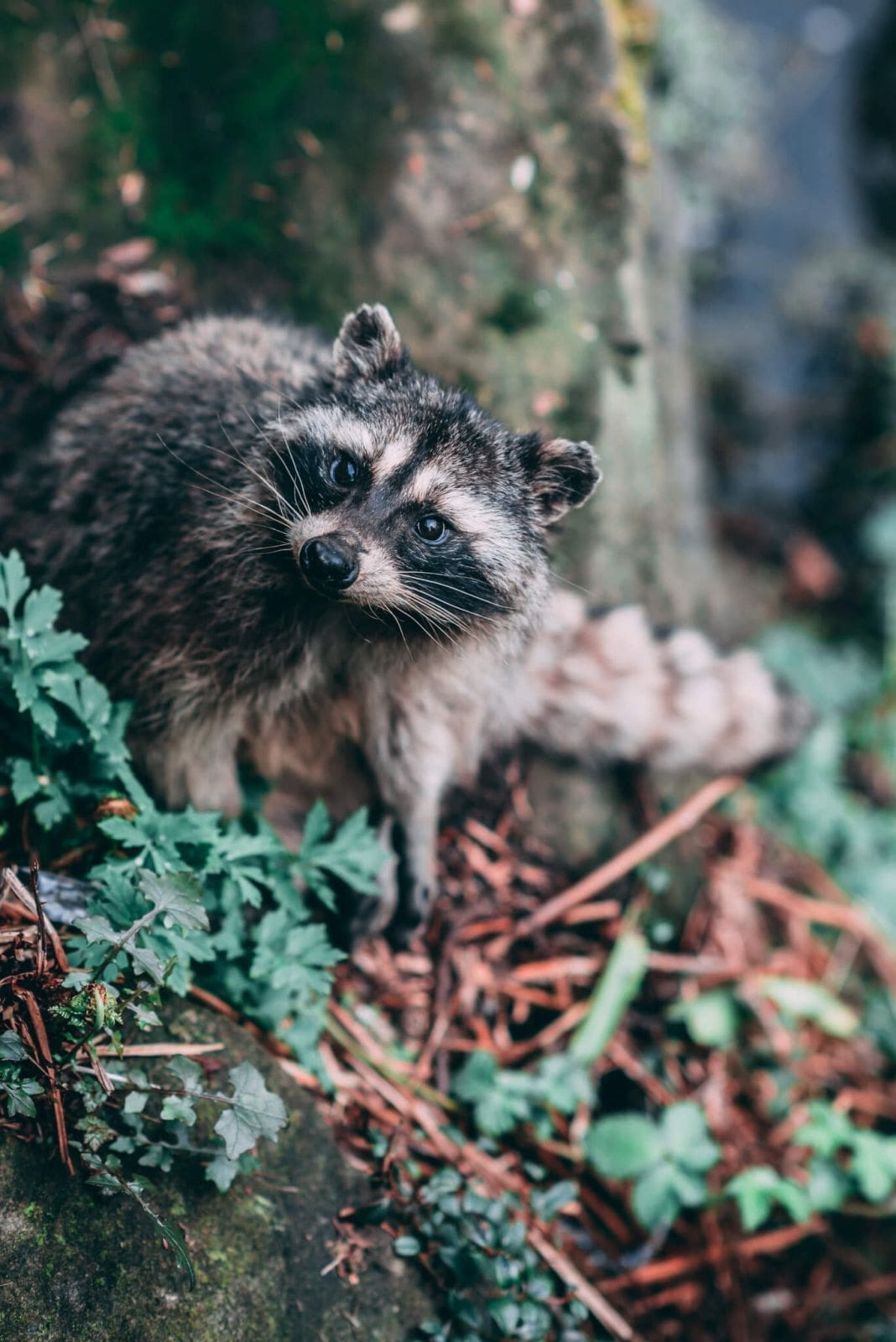 Liste des Animaux Totems