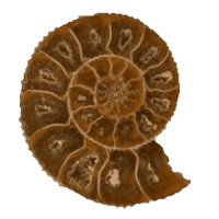 Ammonite