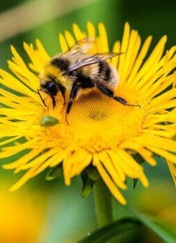 Fais le plein d&rsquo;énergie : Soleil, Eau et Pissenlit